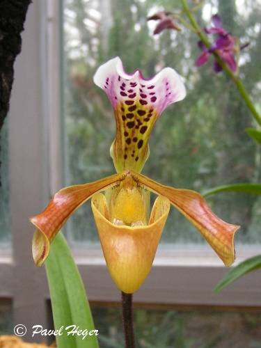 Paphiopedilum gatrixianum
